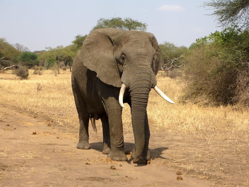 Kenya